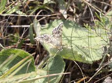 Толстоголовка-мозаичная_2